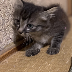 里親探しています