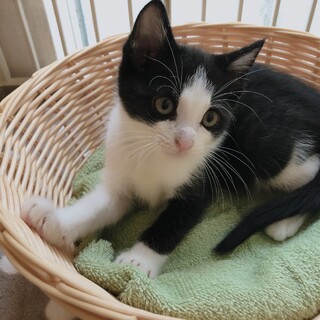 （募集一旦停止）生後2ヶ月⭐️女の子