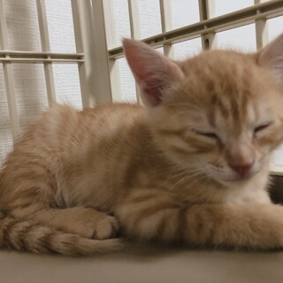 【募集一旦停止】ゴロゴロ茶トラの女の子