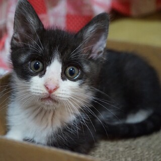 ちょっと怖がり、黒白ハチワレ男子、匠くんです。