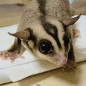 フクロモモンガ ノーマル オス 2019年生まれ