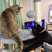 ポン&ココ