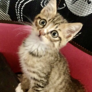里親さま決まりました☆