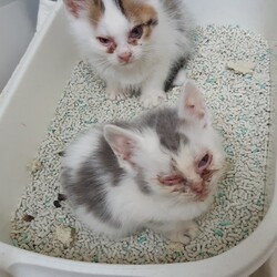 仔猫を２回目の動物病院へ！