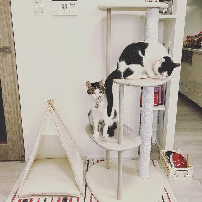 クロとけんまのカバー写真