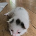 ありがとうございました。