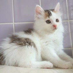 仔猫たち、元気に成長中～