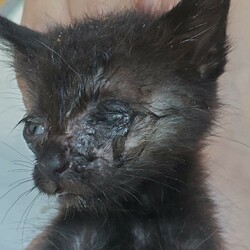 ぼんぼん尻尾の姉妹、保護しました→動物病院へ