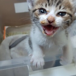 ぼんぼん尻尾の姉妹に…ノミ！！！