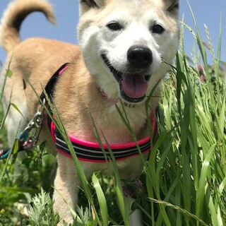 とっても穏やかで優しいシニアのぼたんちゃんです