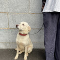 大型犬 雑種♀3~4歳くらい？