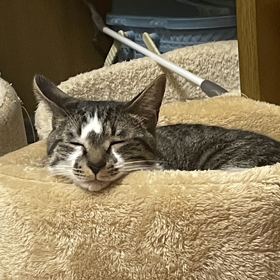 あられのカバー写真