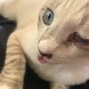 ハムネ