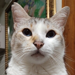 青目のホタテくん♂