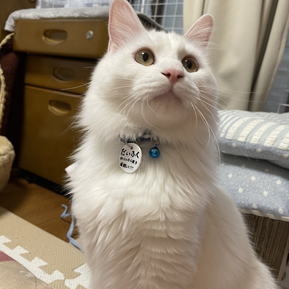 だいふくのカバー写真