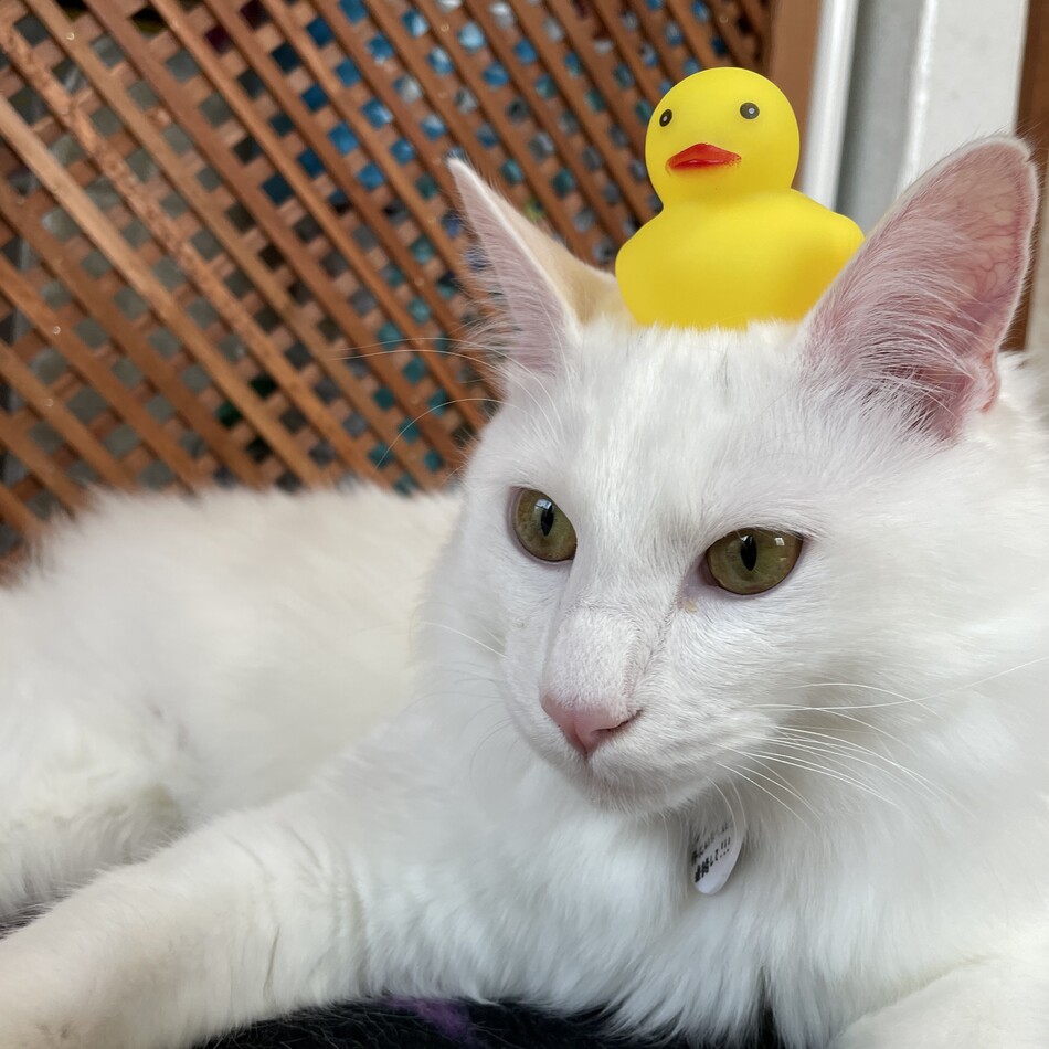 おもちのカバー写真