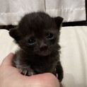 生後20日ほどの子猫