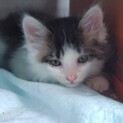 家猫修行中です！