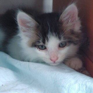 家猫修行中です！