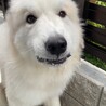 笑っている