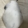2ケ月ロップ、人が大好き！とても愛嬌 サムネイル3