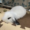 2ケ月ロップ、人が大好き！とても愛嬌 サムネイル4
