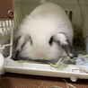 2ケ月ロップ、人が大好き！とても愛嬌 サムネイル5