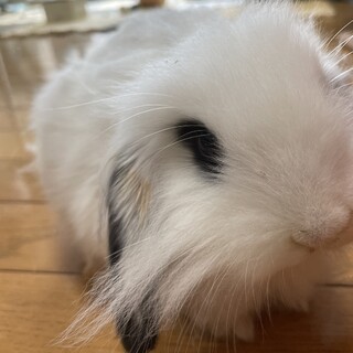 2ケ月ロップ、人が大好き！とても愛嬌