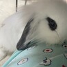 2ケ月ロップ、人が大好き！とても愛嬌 サムネイル2
