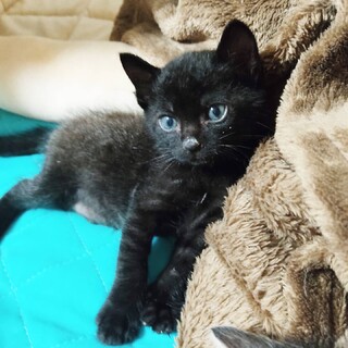 わんぱくルルーシュ☆遊ぶのが大好きです!