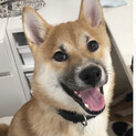 柴犬のカイ君