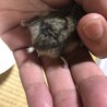 ハムスターあと1匹 譲渡予定です サムネイル4