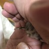 ハムスターあと1匹 譲渡予定です サムネイル5