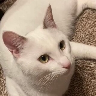 募集一時停止❤️白キジ男子オー君