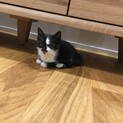 迷子の野良猫を保護、ハチワレ生後1ヶ月のメスです！