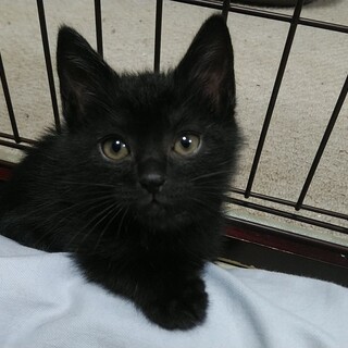 約１か月半のやんちゃボーイたち