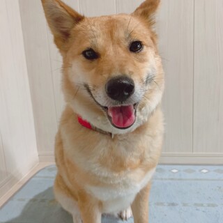 穏やかで散歩上手な”ラッキーちゃん”