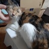 あら