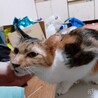 術後の、みーしゃんです(*^^*)