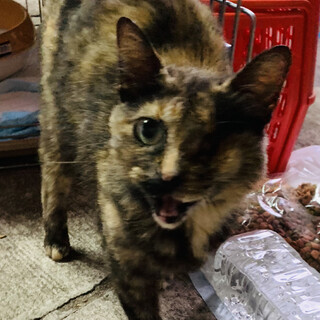 さびこ　誰でも仲良し　メス　片目　波瀾万丈