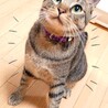 【10/18譲渡会】超甘えんぼ！添い寝猫のフーバー サムネイル3