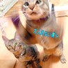 【10/18譲渡会】超甘えんぼ！添い寝猫のフーバー サムネイル5