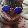 【10/18譲渡会】超甘えんぼ！添い寝猫のフーバー サムネイル7