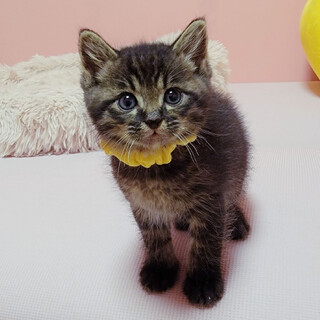 上から見ると黒猫♡前から見るとキジトラ♡