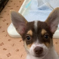 しんのすけ