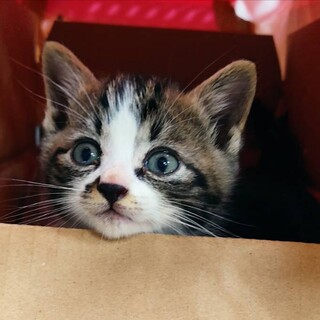 かわいい、キジ白くん