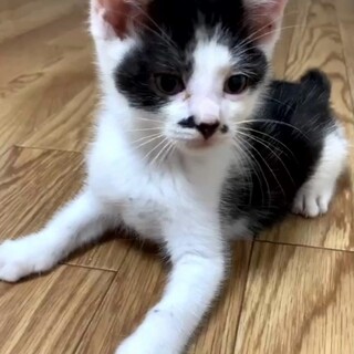 白黒の男の子