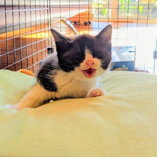 子猫の家族になってください