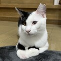 寄り添ってくれる猫さんです