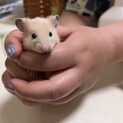 ハムスター1匹の里親募集です。